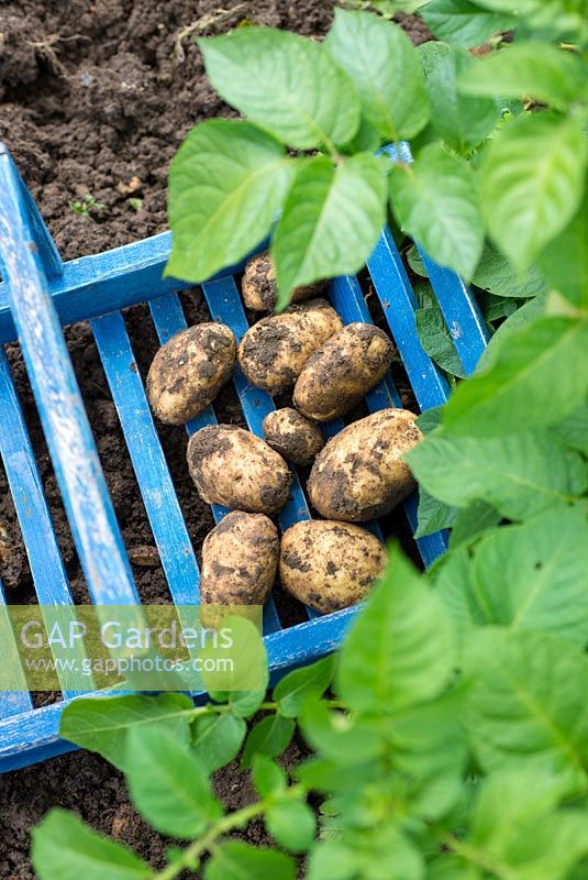 Freshly dug early potatoes, Solanum tuberosum 'Arran Pilot'