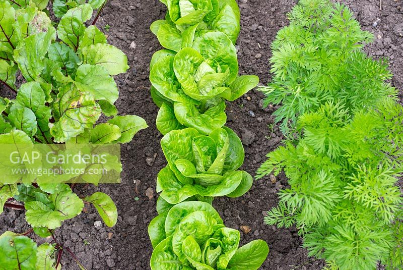 Small Vegetable Plot With Lettuce, Carrot  and Beetroot


