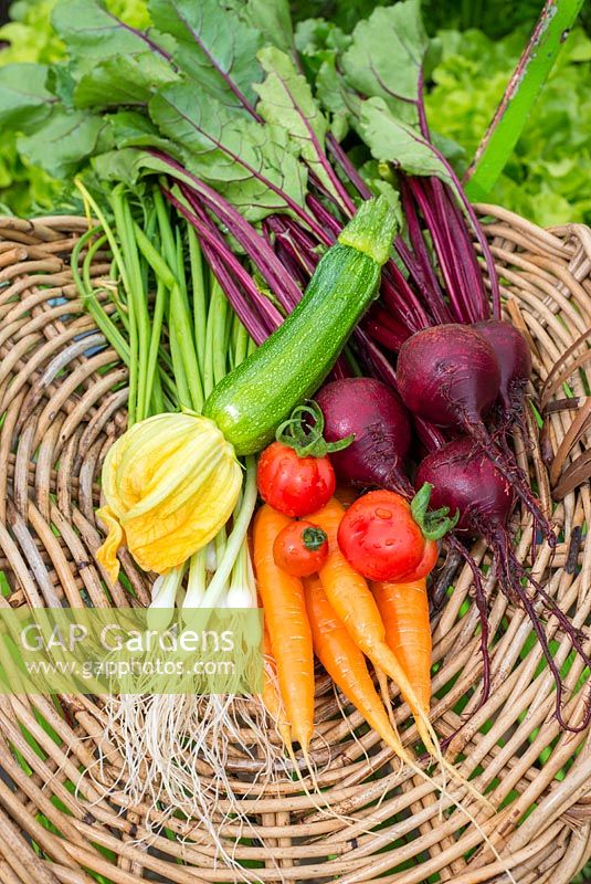 Summer vegetable harvest of  Spring Onions -'Ramrod', Carrots - 'Flyaway', Beetroot - 'Rhonda' , Tomato - ''Roma' 