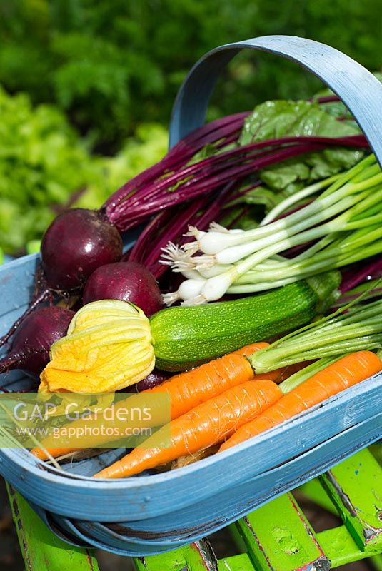 Summer vegetable harvest of Spring Onions 'Ramrod', Carrots 'Flyaway', Beetroot 'Rhonda' 