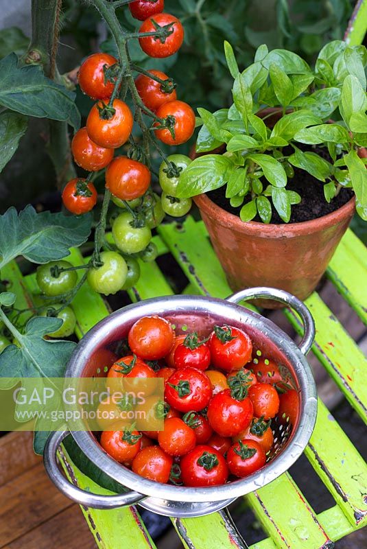 Greenhouse tomatoes - Solanum lycopersicum 'Suncherry Smile F1', ripe and ready to eat.