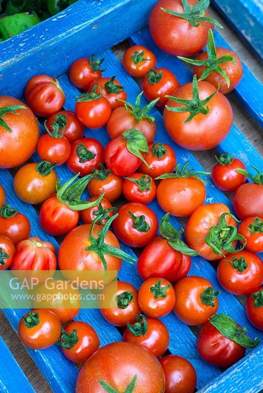Selection of greenhouse tomatoes, Solanum-lycopersicum - 'Suncherry Smile F1', 'Shirley' and 'Roma'  ripe and ready to eat.