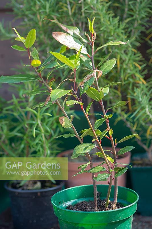 Steps to achieve platted standard bay - Grow three seedlings in same pot for one year