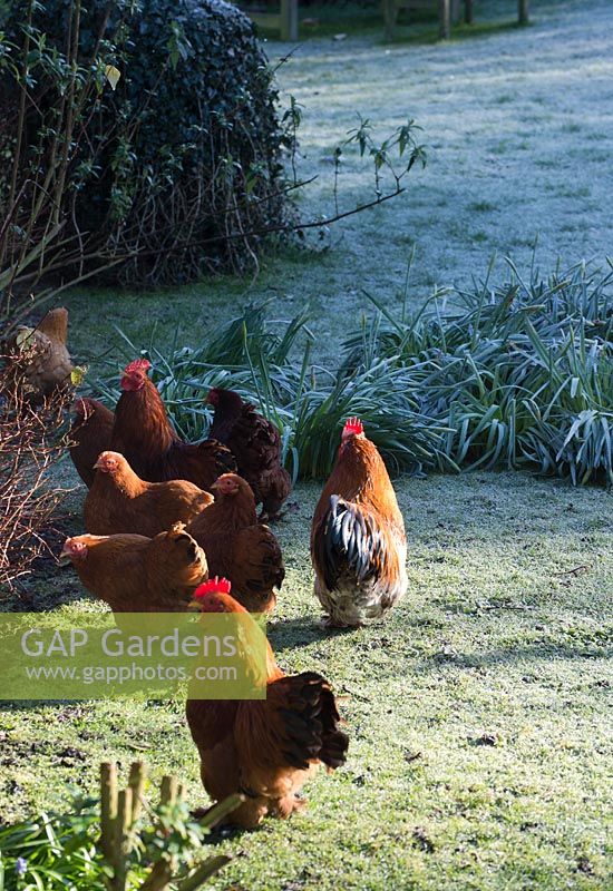 Chickens - Pekin bantams on a frosty morning. St Francis Cottage