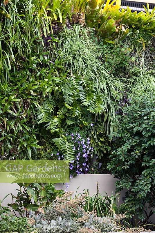 Detail of a vertical garden densely planted with a variety of different plants featuring a large succulent, Selenicereus chrysocardium and a blue flowered Streptocarpus caulescens, 'Nodding Violet'.