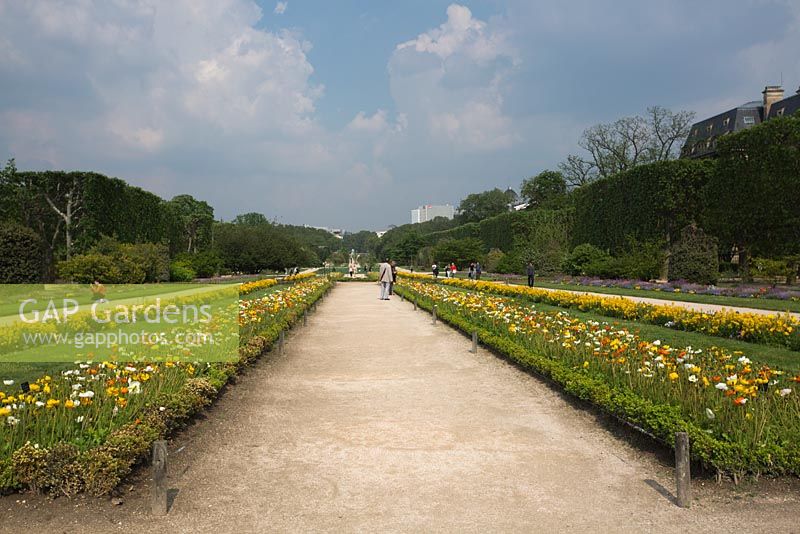 Wide shot of formal garden beds at Jardin des Plantes, Paris. Long rectangular beds edged with clipped Buxus - Box Hedge planted with flowering Papaver nudicaule - Iceland Poppies, enclosed by large conifer hedges.