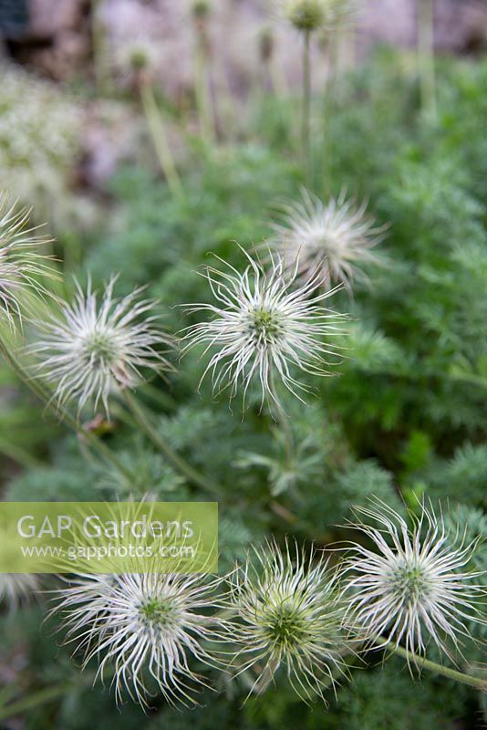 Pulsatilla violacea, 'Violet Pasque Flower'. Globe shaped feathery seed heads 