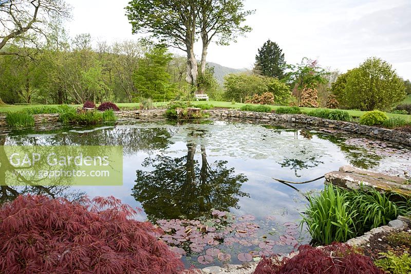 Circular pond near the house edged with deep red acers and moisture loving plants.