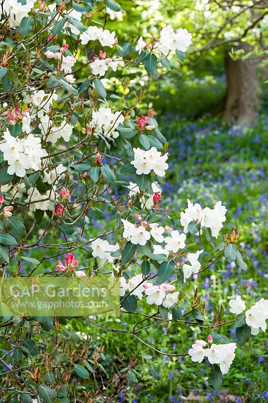 Rhododendron 'Clotted Cream' x 'Isabella' in the Dell.