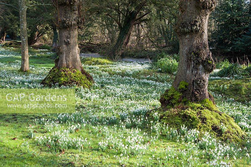 Grass along each side of the drive is colonised by masses of snowdrops, Galanthus nivalis. Welford Park, Newbury, Berks, UK