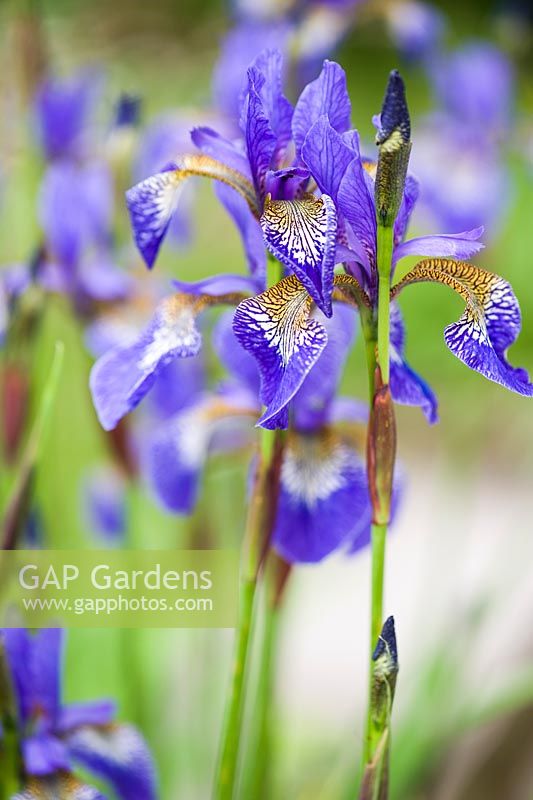 Iris - Siberian iris.