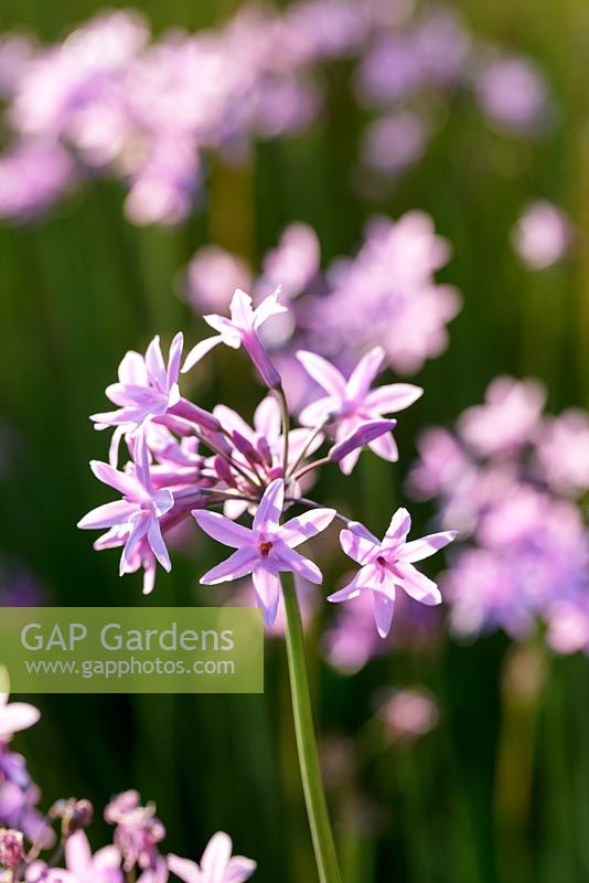 Tulbaghia violacea, also known as society garlic or pink agapanthus