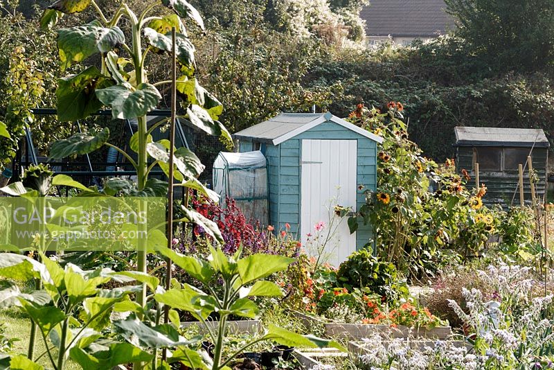 Late summer allotments at Alderman Moore's site in Bristol, blue painted shed