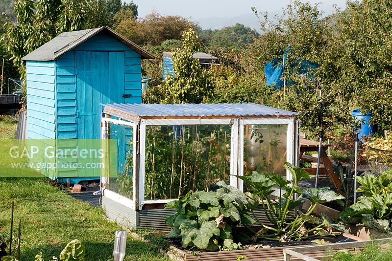 Late summer allotments at Alderman Moore's site in Bristol, small recycled greenhouse