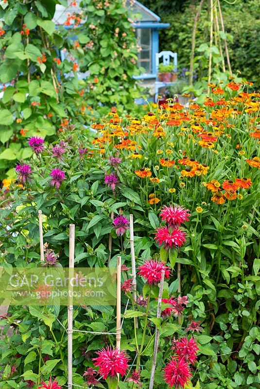 Summer garden of mixed vegetable and flower beds, foreground with Monarda 'On Parade',  Monarda 'Gardenview Scarlet' and Helenium 'Sahin's Early Flowerer' .