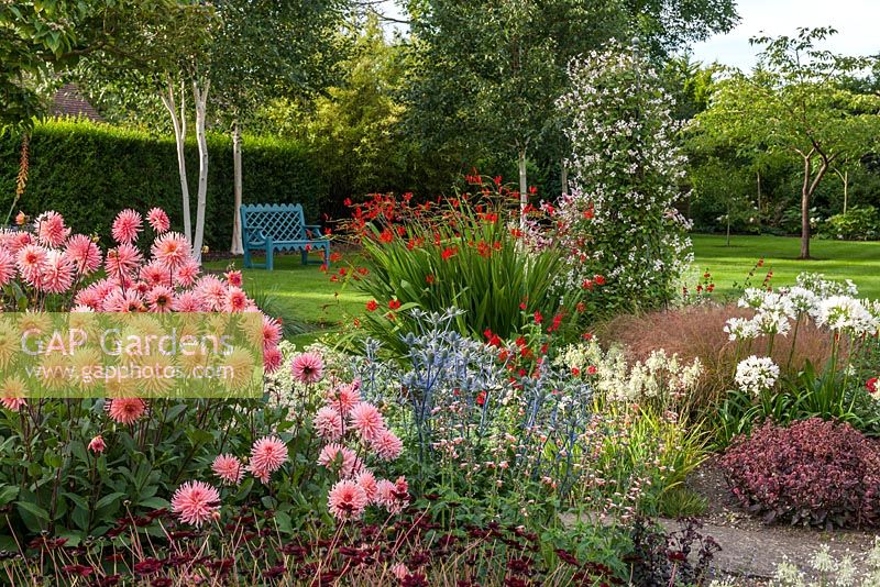 Mixed garden border with Dahlia 'Preference' and Salvia coccinea 'Coral Nymph'

