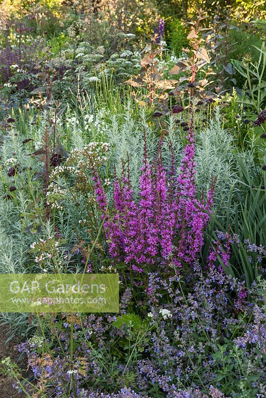 Cool colour garden border 