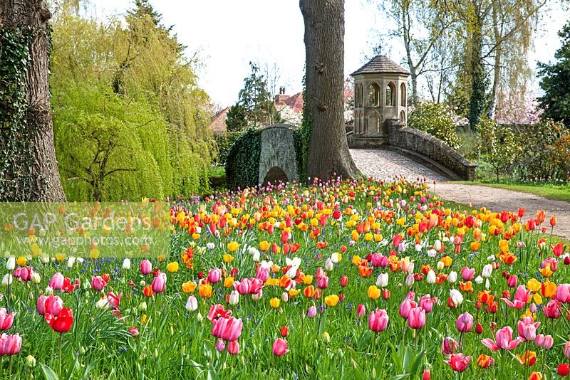 Tulipa - Tulips naturalized in the grass at Dunsborough Park Gardens, Ripley, Surrey