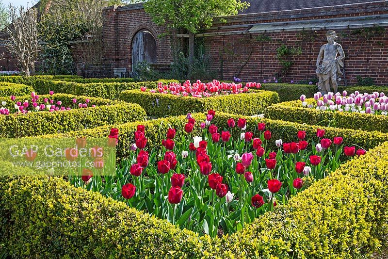 Formal garden with Tulipa in box hedge beds - Dunsborough Park, Surrey