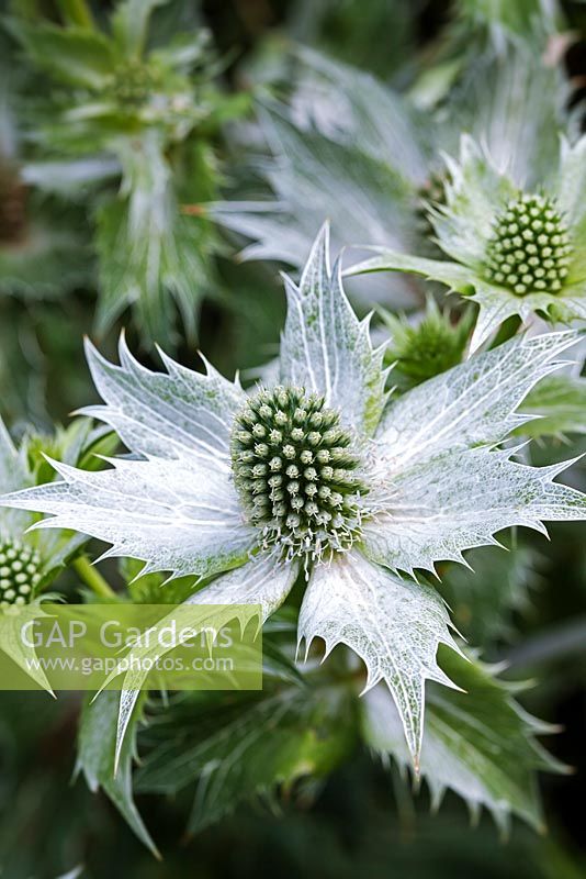 Eryngium giganteum 'Miss Willmott's Ghost' - Chenies Manor Gardens, Bucks, UK
