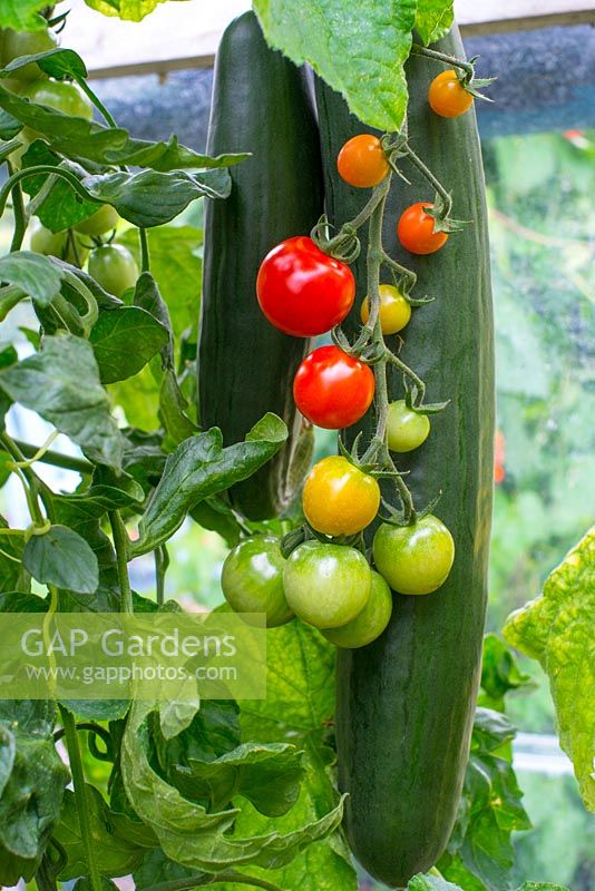 Greenhouse tomatoes, Solanum-lycopersicum - 'Suncherry Smile F1' and Cucumber 'Carmen F1' Norfolk, England, August.