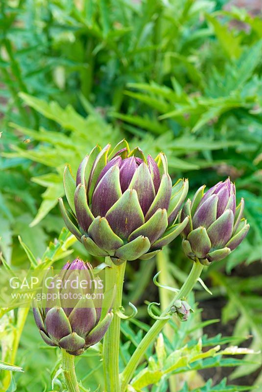 Cynara scolymus - Globe Artichoke heads, 'Purple de Provence'