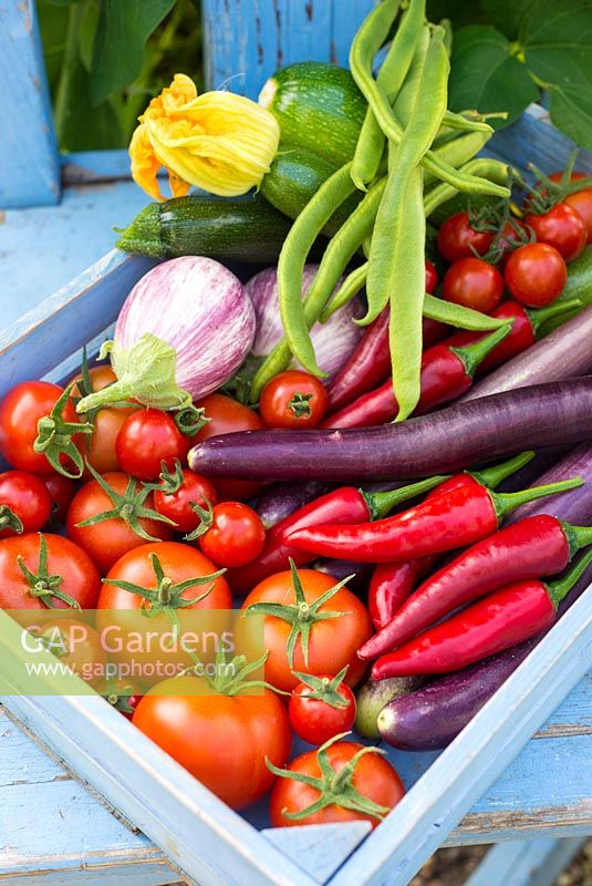 Fresh garden produce, Tomatoes, 'Shirley' and 'Suncherry Smile', Aubergine, 'Pinstripe' and 'Fengyuan Purple', Chillies, 'De Cayenne' and Courgette, 'Defender'