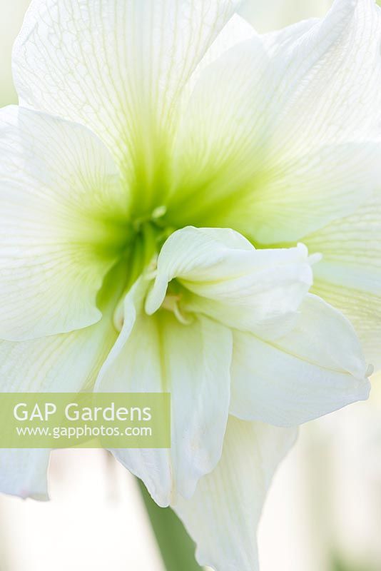 Hippeastrum 'Whinym' syn. 'White Nymph'
