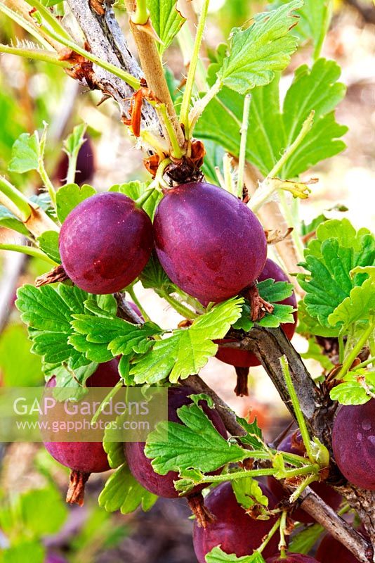 Ribes uva-crispa 'Whinham's Industry'