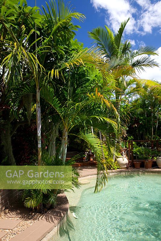 A curved pool swimming pool lined with planting of Dypsis lutescens - Golden Cane Palm.