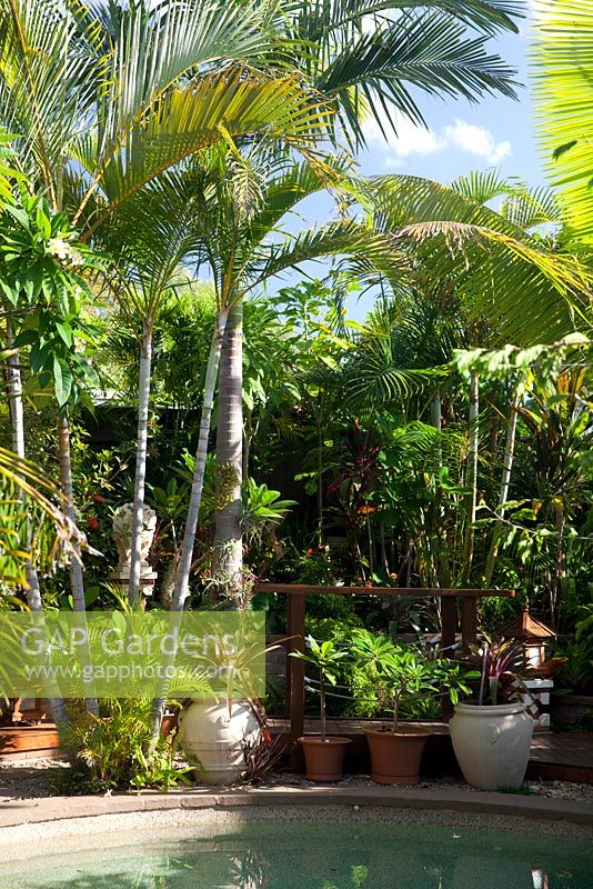 Detail of a swimming pool surrounded by palm trees in sub-tropical Sydney garden featuring a collection of pots.