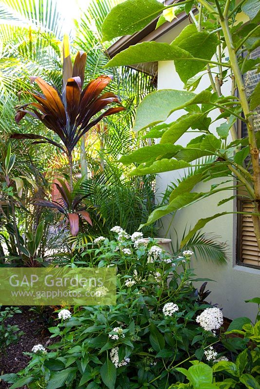Garden at the back of a house featuring a Pentas lanceolata with white flowers, a Brugmansia and a tall growing Cordyline with bronze coloured foliage.