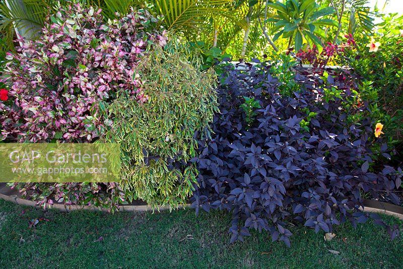 A border planting of shrubs with colourful foliage, featuring Hibiscus rosa-sinensis cooperi, Acalypha heterophylla and Alternanthera dentata.