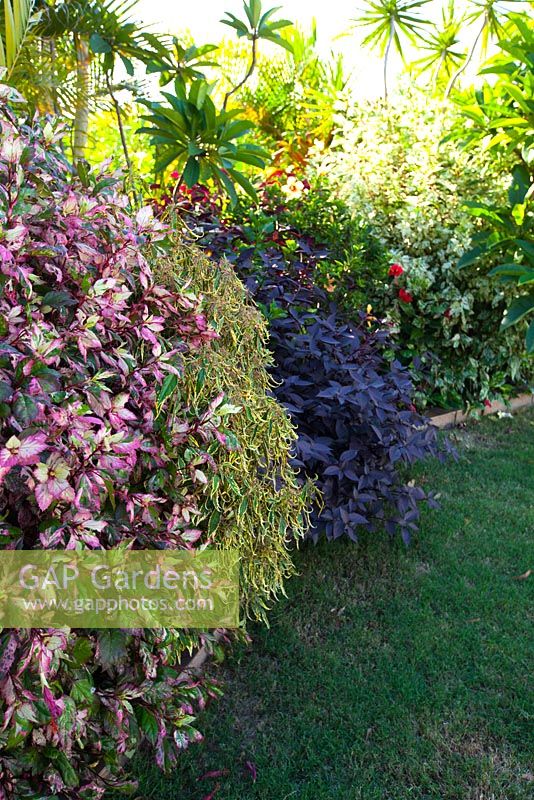 A border planting of shrubs with colourful foliage, featuring Hibiscus rosa-sinensis cooperi, Acalypha heterophylla and Alternanthera dentata.