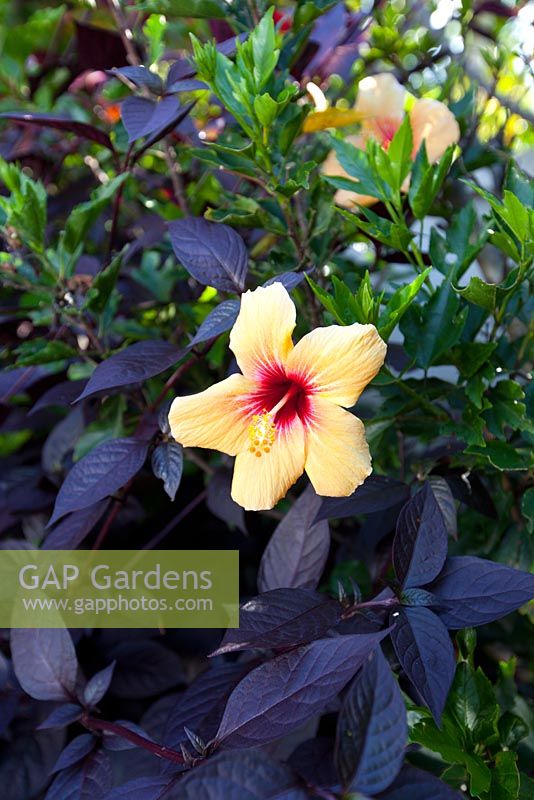 A single pale yellow red centred Hibiscus rosa sinensis flower growing next to dark purple foliage of Alternanthera dentata.