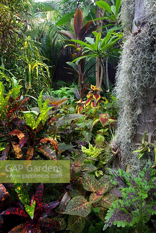 A view of a dense lush planting of colourful plants, featuring Crotons, Coleus, Frangipani, Cordylines and Old Mans Beard.