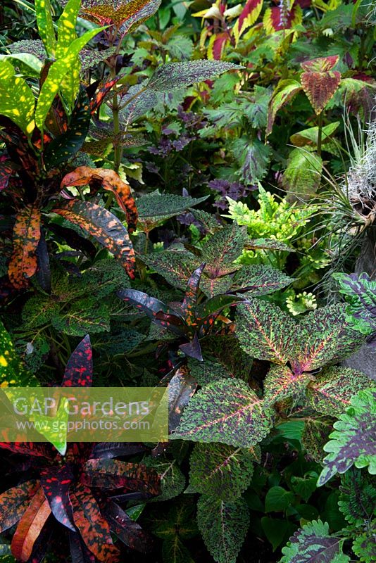 A view of a dense lush planting of colourful plants, featuring Crotons and Coleus.