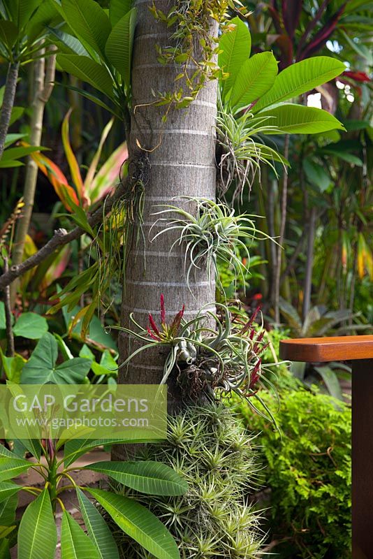 An Archontophoenix cunninghamiana - 'Bangalow Palm', trunk with a collection of epiphytic Tillandsias growing on it.