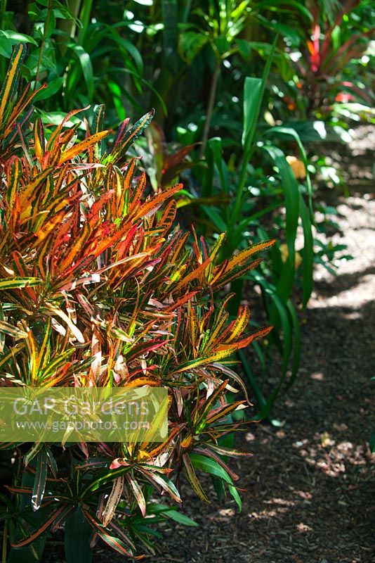 Codiaeum variegatum, 'Croton', with red, green and yellow variegated leaves growing in dappled light next to a path.