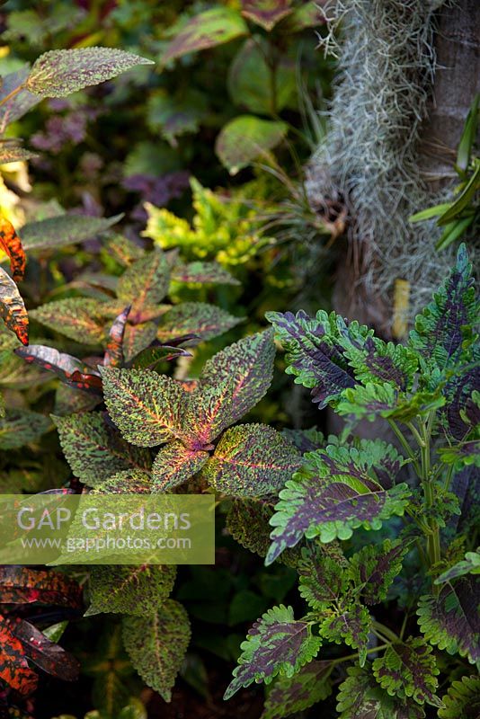 Plectranthus scutellarioides 'Coleus', growing and a shady garden with purple, green, yellow and orange markings on their leaves.