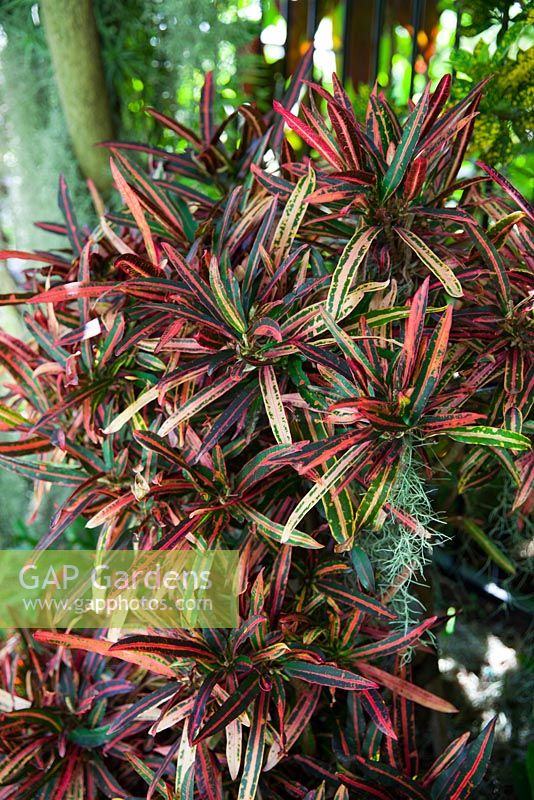 Codiaeum variegatum - 'Garden Croton',  with colourful slender strappy variegated leaves, red, pink, yellow and green.
