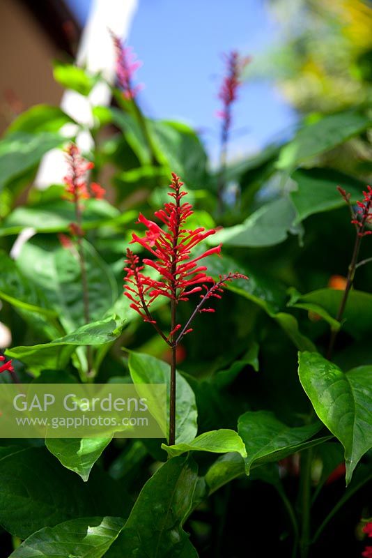 Odontonema cuspidatum 'Scarlet Firespike', a single flower stem with bright red tubular flowers.