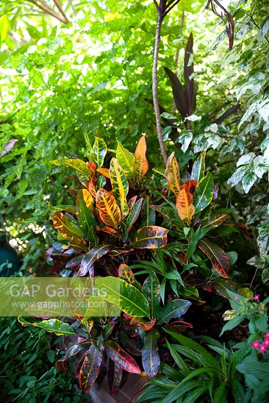 A thickly planted lush shady garden featuring Codiaeum variegatum, 'Croton,' with yellow orange and green variegated leaves.