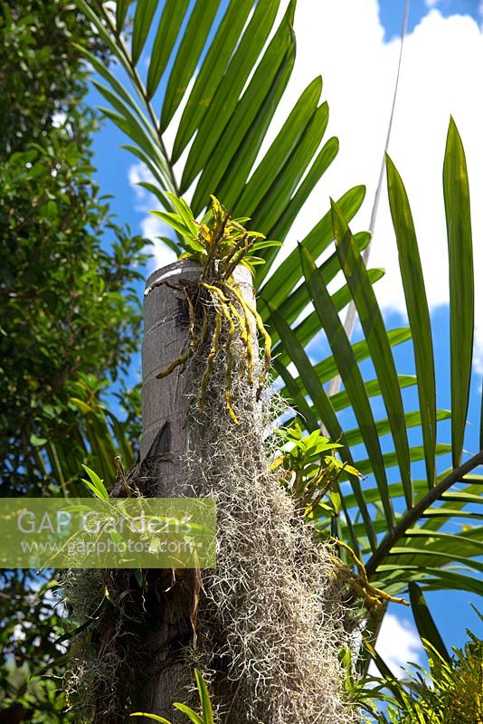 A dead palm tree trunk with epiphytic plants growing on it, featuring Dendrobium orchids and Tillandsia usenoides, 'Spanish Moss'.