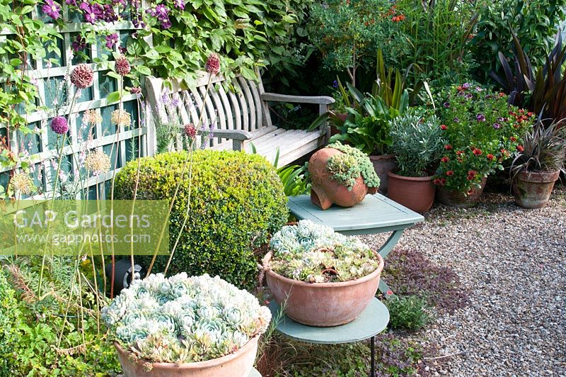 Gravel path by trellis with assorted terracotta pots leading to wooden bench  Planting of Sedum, Clematis, Buxus, Echeveria, Phormium, Allium and Osteospermum.  Southlands, July