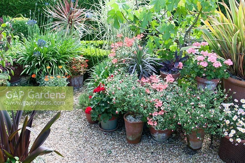 Gravel path with terracotta pots. Planting of Geranium, Eucomis 'Sparkling Burgundy', Agapanthus, Salvia 'Hot Lips', Yucca, Ficus carica 'Brown Turkey', Lilium, Phormium, Miscanthus sinensis 'Variegated' at Southlands, July 