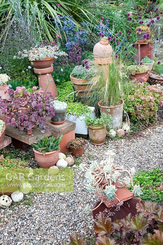Gravelled area with an arrangement of raised pots and containers with Sedum and Echeveria and flowerbed with Allium sphaerocephalon, Yucca and Eryngium at Southlands, July