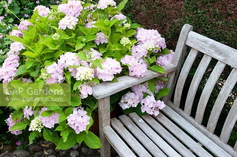 Hydrangea next to wooden bench, Southlands, July