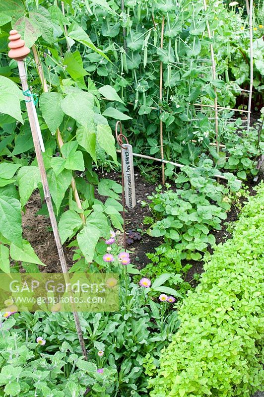 Climbing French bean 'Cobra' and Pea 'Hurst Green Shaft' in kitchen garden with Origanum - Oregano hedge. Southlands, July