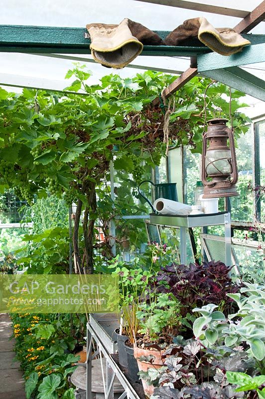 Greenhouse interior with Grape 'Black Hamburg', Tomato plants, staging, young plants in pots, potting bench and greenhouse equipment at Southlands, NGS garden Lancashire. 